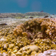 The majestic coral I got to see.